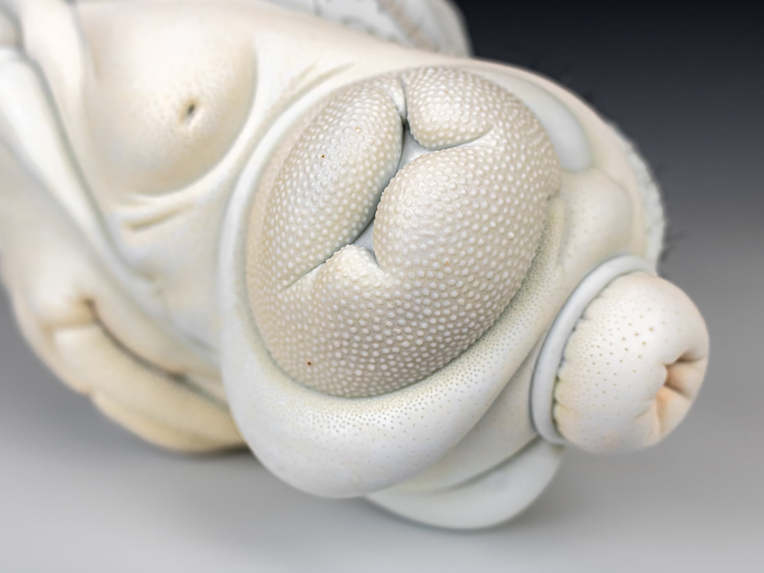 Jason Briggs "Ventura" (detail 1). porcelain and mixed media sculpture ceramics.